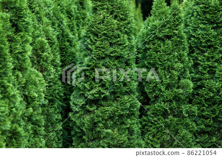 Thuja occidentalis trees growing like a green hedge Thuja occidentalis trees growing like a green hedge 86221054