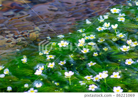 千歲川盛開的梅花藻花 千歲川盛開的梅花藻花 86221069