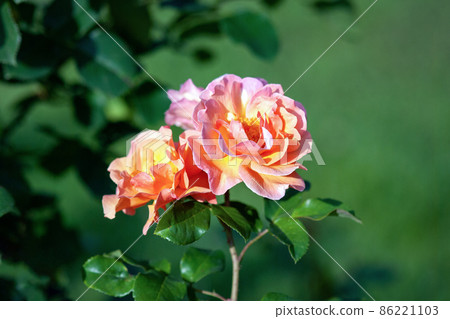 Arabia rose - orange to bright peach large flowers with intense fruity scent 86221103