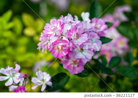 Rose Yesterday - cluster of small pink flat flowers, stock photo Rose Yesterday - cluster of small pink flat flowers, stock photo 86221127