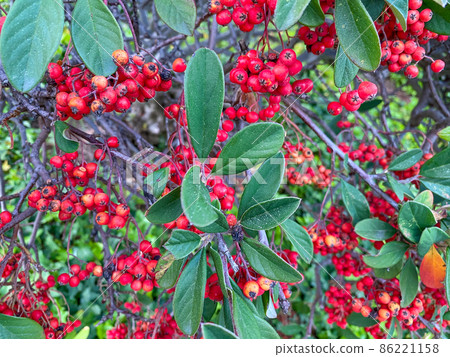 Red lingonberry cranberries growing in forest  86221158