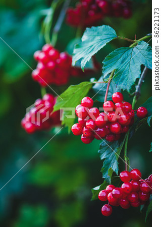 Red viburnum berries on a branch 86221173