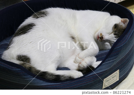 Tobikiji's fluttering cat with his tongue sticking out a little and sleeping soundly on the bed Tobikiji's fluttering cat with his tongue sticking out a little and sleeping soundly on the bed 86221274