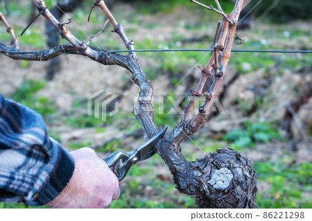 Farmer pruning the vine in winter. Agriculture. 86221298