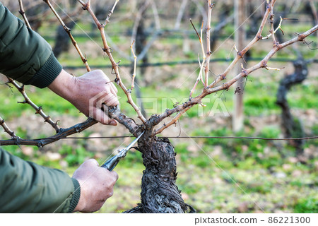 Farmer pruning the vine in winter. Agriculture. 86221300