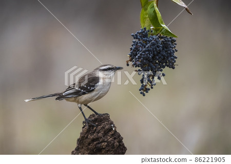 White banded Mockingbird, Patagonia, Argentina 86221905