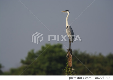 White necked heron, Pantanal , Brazil White necked heron, Pantanal , Brazil 86221928