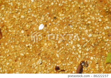 Cherry petals 86222237