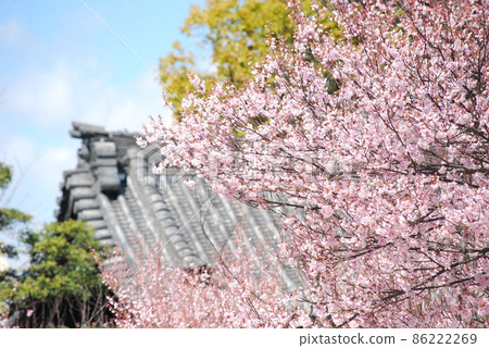 Cherry Blossoms	 86222269