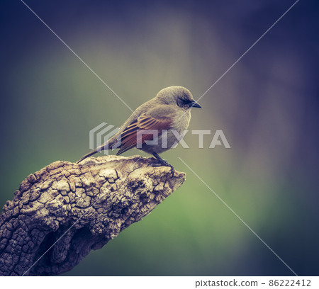 Bay winged Cowbird 86222412