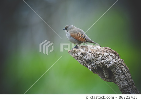 Bay winged Cowbird Bay winged Cowbird 86222413