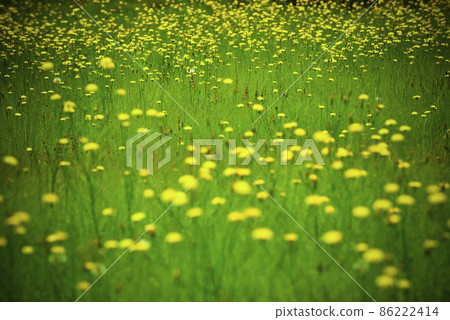 Summer flowers in Patagonia , Argentina Summer flowers in Patagonia , Argentina 86222414