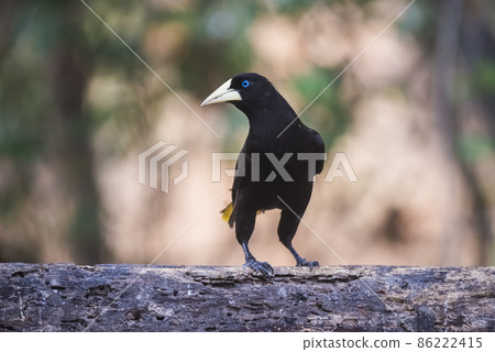 Yellow rumped cacique, Cacicus cela, Pantanal Brazil Yellow rumped cacique, Cacicus cela, Pantanal Brazil 86222415