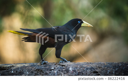 Yellow rumped cacique, Cacicus cela, Pantanal Brazil Yellow rumped cacique, Cacicus cela, Pantanal Brazil 86222416