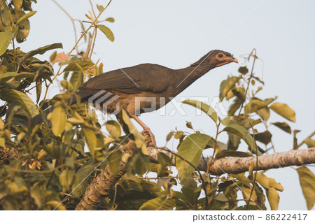 Dusky legged Guan in a jungle environment, Pantanal Brazil Dusky legged Guan in a jungle environment, Pantanal Brazil 86222417