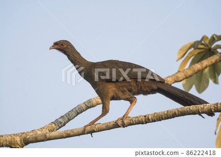 Dusky legged Guan in a jungle environment, Pantanal Brazil Dusky legged Guan in a jungle environment, Pantanal Brazil 86222418