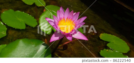 Close-up of a purple lotus flower in a decorative pond Close-up of a purple lotus flower in a decorative pond 86222540