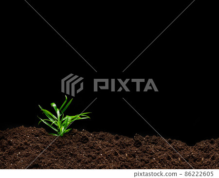 green sprout on the ground green sprout on the ground 86222605