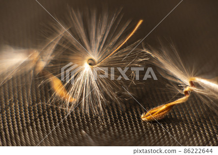 Brightly lit Pelargonium seeds, with fluffy hairs and a spiral body, are reflected in black perspex. Geranium seeds that look like ballerina ballet dancers. Motes of dust shine in the background like 86222644