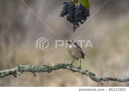 White banded Mockingbird, Patagonia, Argentina 86222982