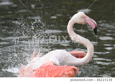 Greater flamingo 17 86223136