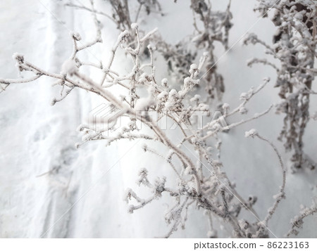 Winter dry grass close-up and selective focus. Beautiful wilted plants on a white background of snow. Beautiful snow-covered grass covered with frost. Winter Macro Winter dry grass close-up and selective focus. Beautiful wilted plants on a white background of snow. Beautiful snow-covered grass covered with frost. Winter Macro 86223163