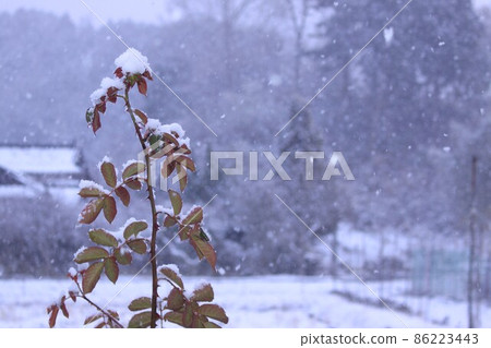 Snow on the branches of a rose 86223443