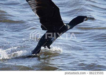 Lake Teganuma Wild Bird Winter Great Cormorant Lake Teganuma Wild Bird Winter Great Cormorant 86223593