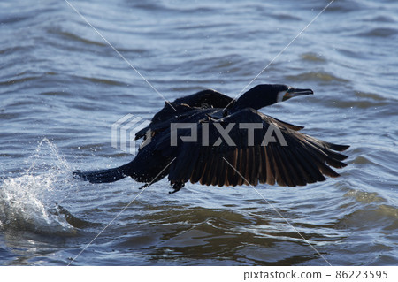 手賀沼湖野鳥冬季大鸕鶿 手賀沼湖野鳥冬季大鸕鶿 86223595