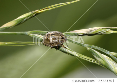 Arma custos larva Arma custos larva 86223701