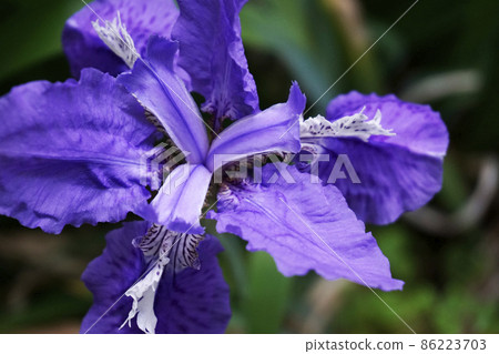 春天盛開的鳶尾花紫色花 春天盛開的鳶尾花紫色花 86223703