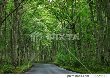 南八甲田山毛櫸林(夏季) 南八甲田山毛櫸林(夏季) 86224312