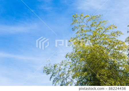 從下方仰望竹林公園的竹林 86224436