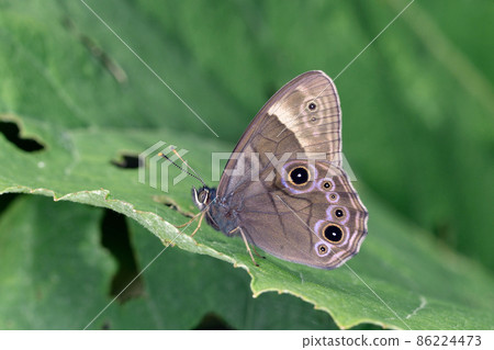 男性 Lethe diana（北海道上志幌町） 86224473