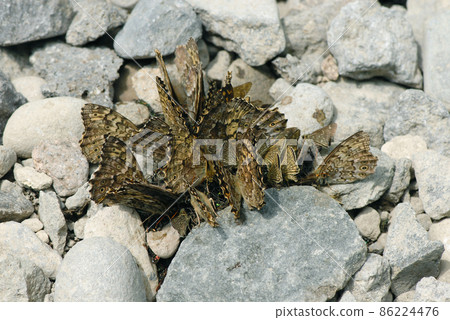 在動物糞便中聚集的中紀斑日影（北海道上志幌町） 86224476