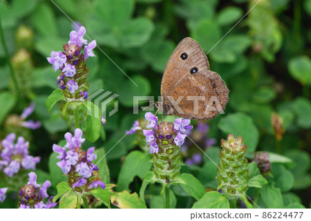男性 Satyrs Dryas（北海道本別町） 86224477