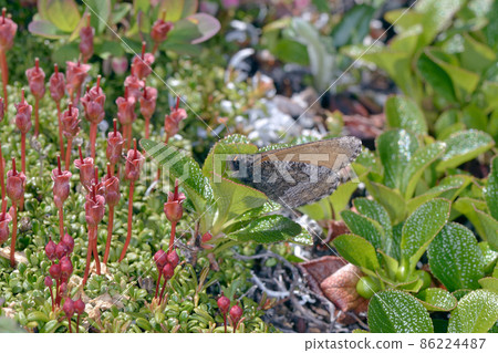 Urashimatsutsuji and Daisetsu Takanehikage (Daisetsuzan, Hokkaido) 86224487