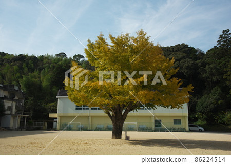 小學操場上的銀杏 小學操場上的銀杏 86224514