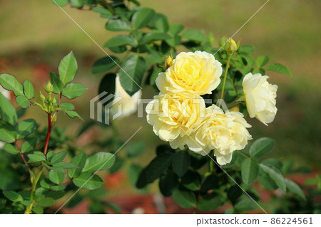 玫瑰花朵金色邊框 86224561