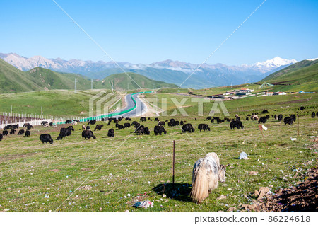 Machenkanri Observatory, Qinghai Province, China, White Hair Yak Machenkanri Observatory, Qinghai Province, China, White Hair Yak 86224618