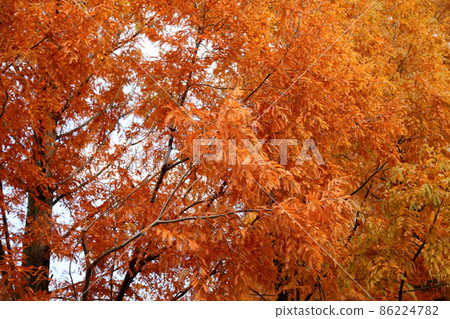 秋葉水杉葉 秋葉水杉葉 86224782