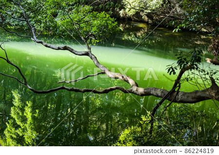通達水庫,湖面上反射出的綠色光芒 通達水庫,湖面上反射出的綠色光芒 86224819