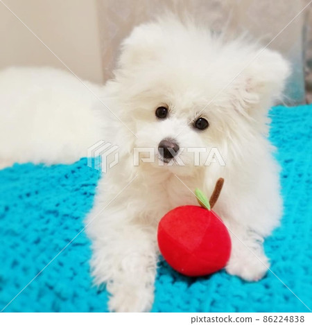 A white puppy whose favorite is apple toys 86224838