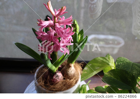 Hyacinths and pothos on the windowsill Hyacinths and pothos on the windowsill 86224866