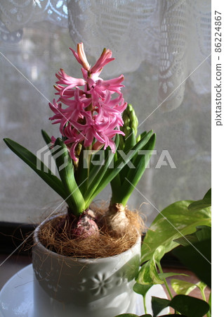 Hyacinths and pothos on the windowsill 86224867
