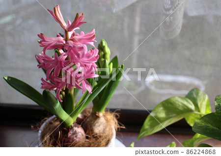 Hyacinths and pothos on the windowsill Hyacinths and pothos on the windowsill 86224868