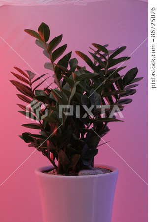 各種彩燈和金錢樹綠色植物 86225026