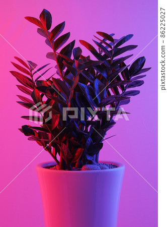各種彩燈和金錢樹綠色植物 86225027