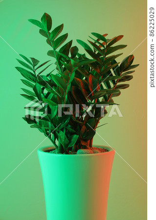 各種彩燈和金錢樹綠色植物 各種彩燈和金錢樹綠色植物 86225029