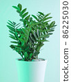 各種彩燈和金錢樹綠色植物 86225030
